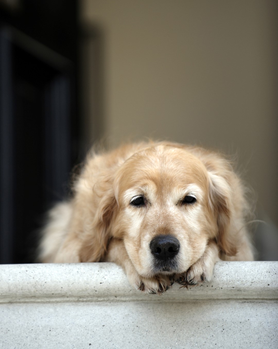 Lorsqu’il est impossible de garder son animal de compagnie, il faut tout mettre en œuvre pour lui trouver un nouveau foyer.