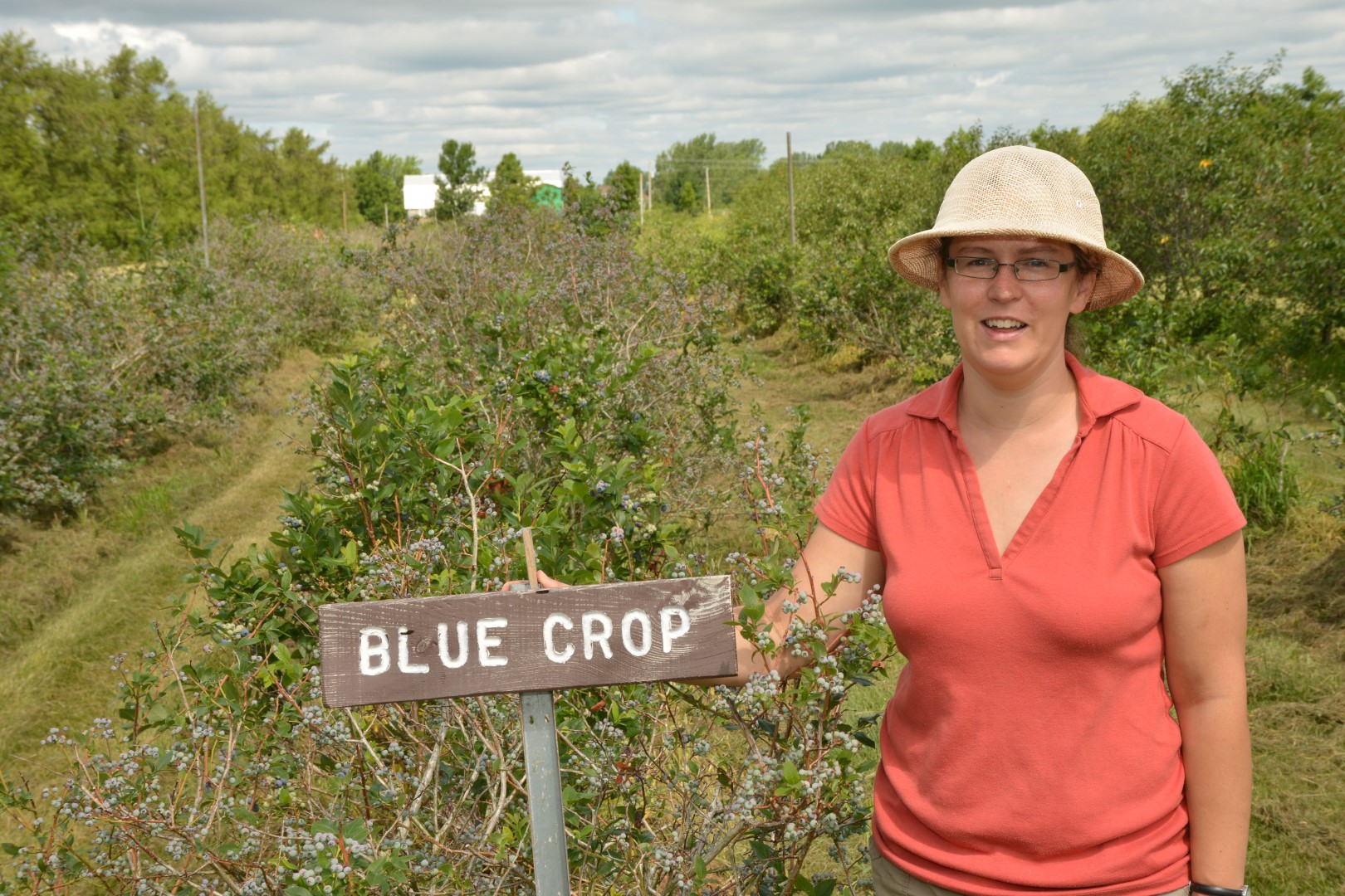 Au Pavillon de la pomme, à Mont-Saint-Hilaire, la récolte des bleuets s'annonce bonne cette année, selon la propriétaire Françoise Robert.