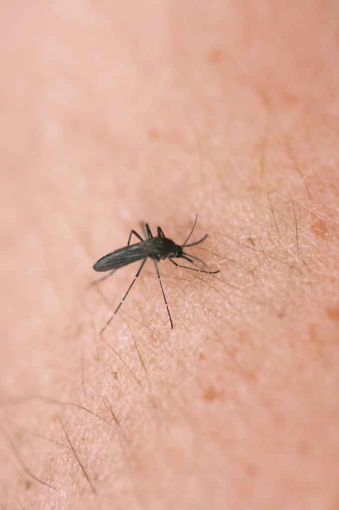 Depuis la dernière décennie, les maladies transmises par des piqûres de moustiques et de tiques ont augmenté en Montérégie.