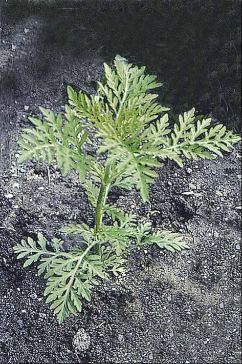 Un plant d’herbe à poux en juillet (stade végétatif).