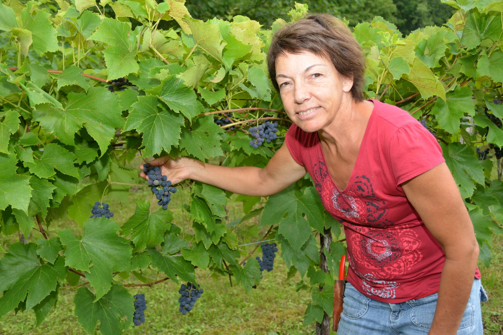 Pour Anne-Marie Gagnon, propriétaire du vignoble Les murmures, à Saint-Jean-Baptiste, le beau temps de la saison a permis aux raisins de se rendre à maturité plus rapidement.