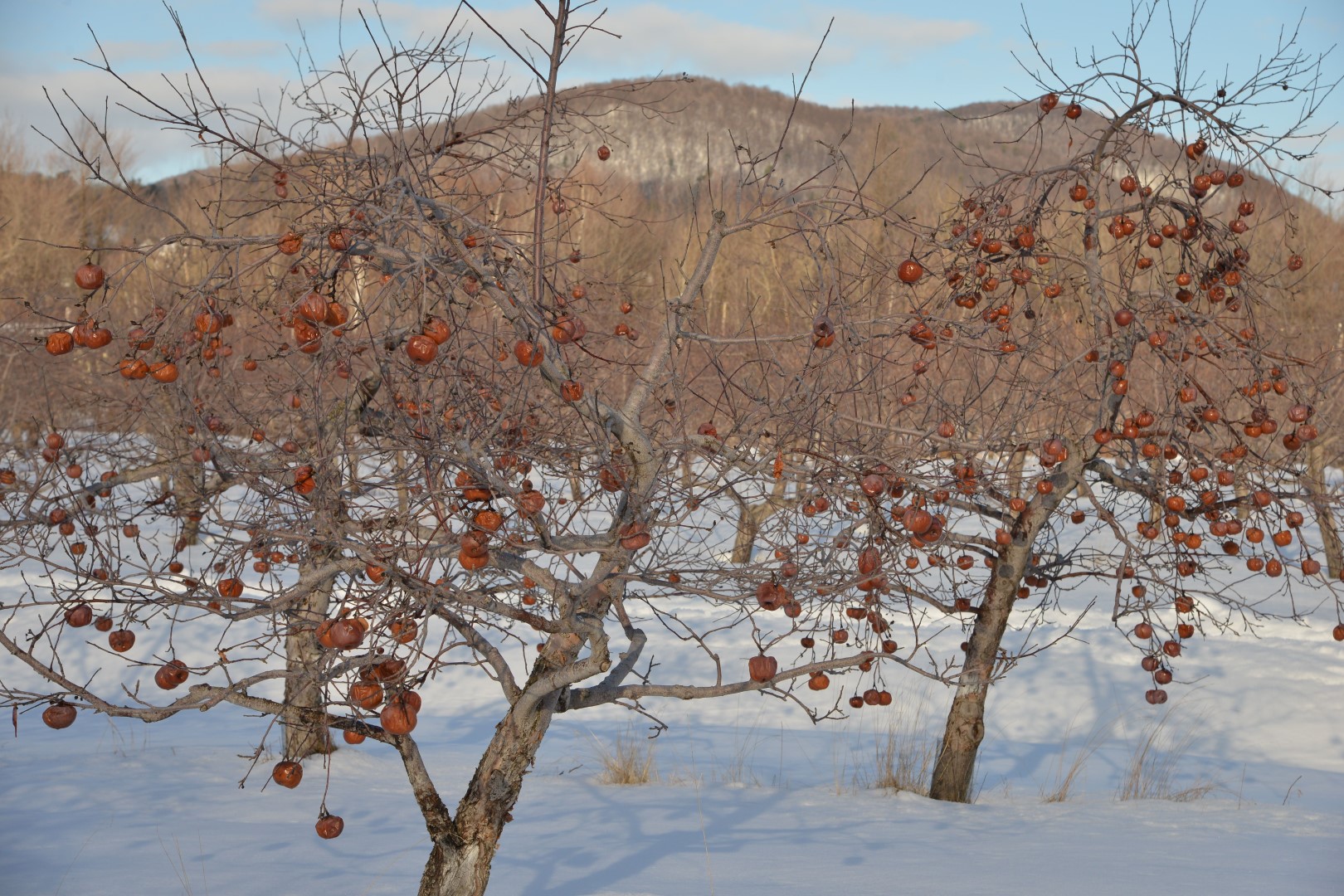 Plusieurs producteurs de cidre de glace, dont la cidrerie Cryo de Mont-Saint-Hilaire (photo), ont commencé à exporter en Europe et dans les pays émergents, comme la Chine.