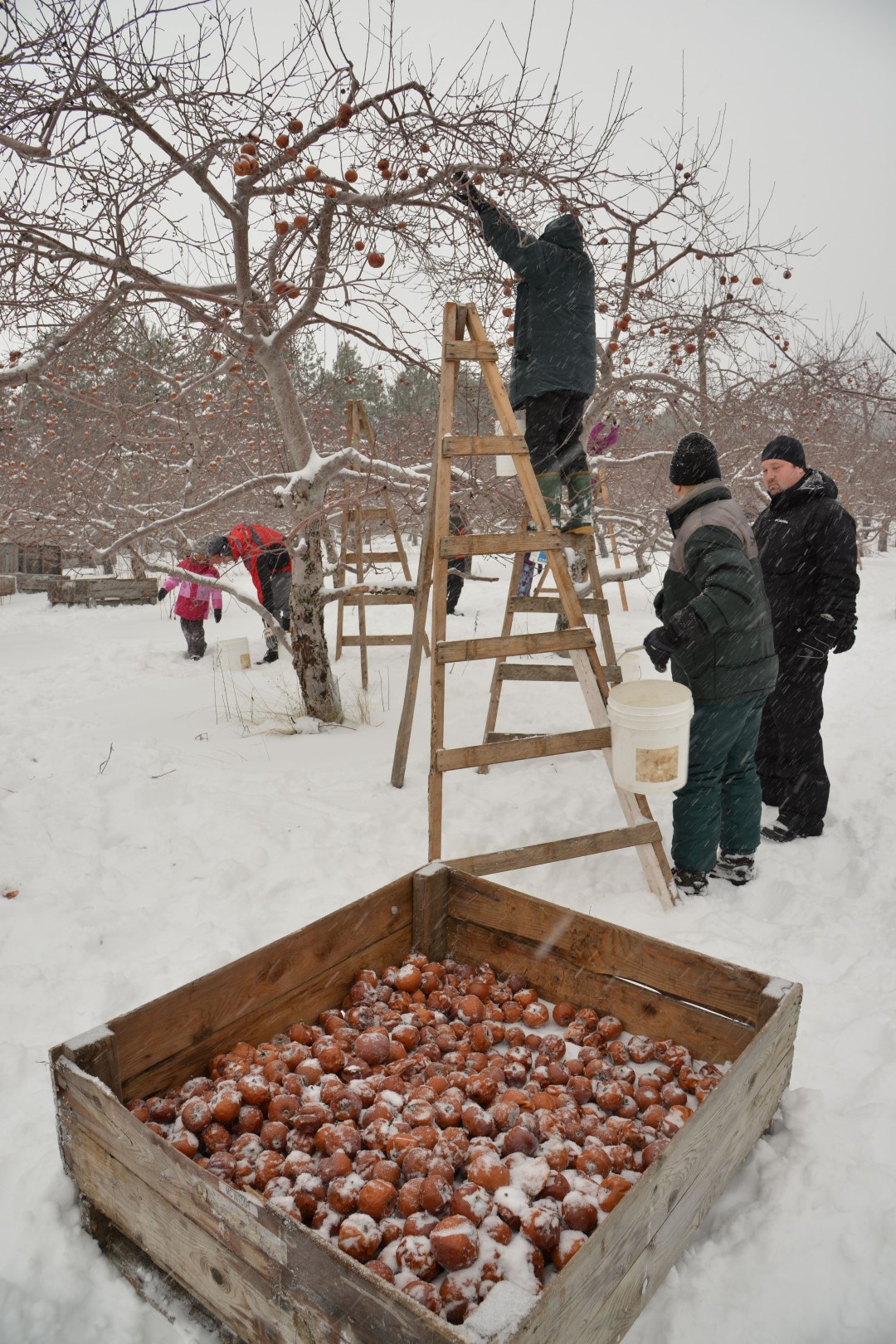 La cidrerie Cryo de Mont-Saint-Hilaire tenait sa journée annuelle de cueillette de pommes gelées, le 19 janvier.