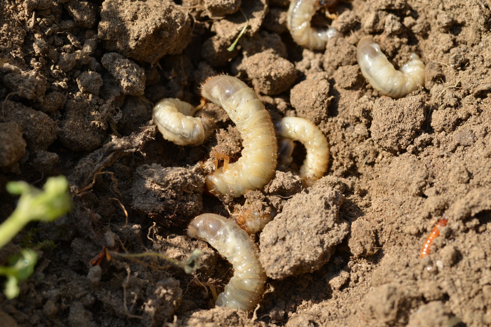 Les résidants d’Otterburn Park et de Mont-Saint-Hilaire peuvent demander un permis pour pouvoir utiliser des pesticides chimiques contre les vers blancs.