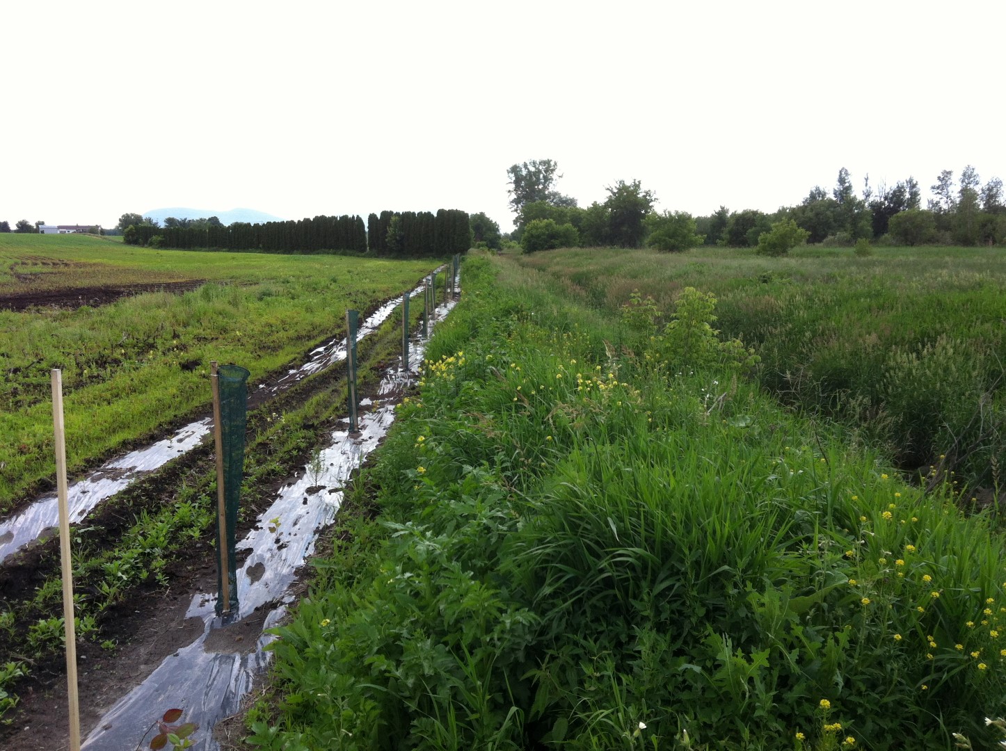 Deux entreprises agricoles du bassin versant de la rivière des Hurons se sont portées volontaires afin que des bandes arbustives et arborescentes soient plantées en bordure de leurs cultures.