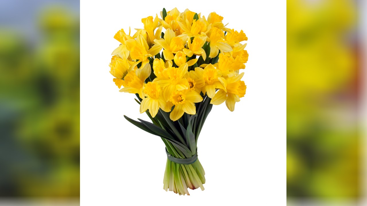 Des jonquilles pour lutter contre le cancer