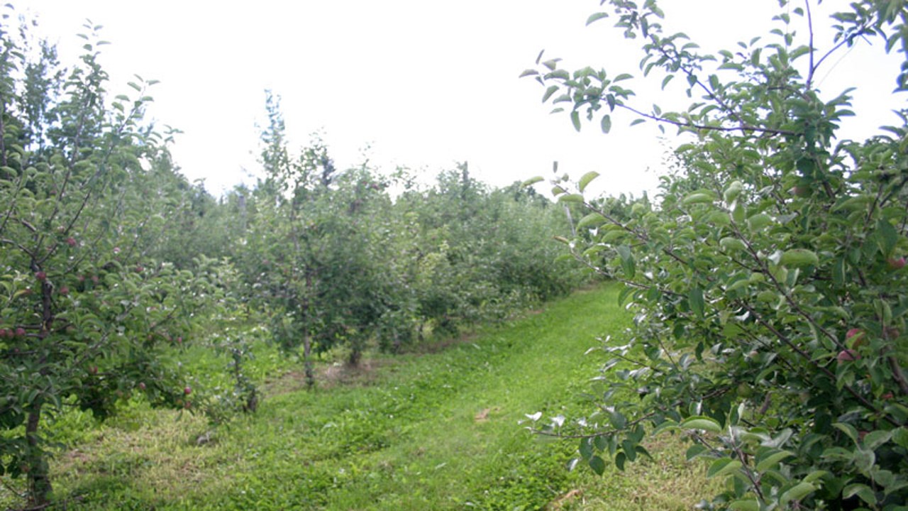 Tourisme Montérégie met la pomme de l'avant cet automne