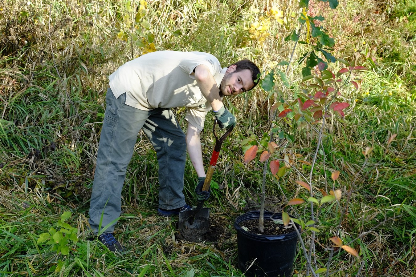 Plus d’arbres à Mont-Saint-Hilaire grâce à la participation de bénévoles