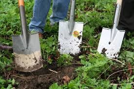 Bénévoles recherchés pour la plantation d’arbres et d’arbustes dans le secteur Iberville