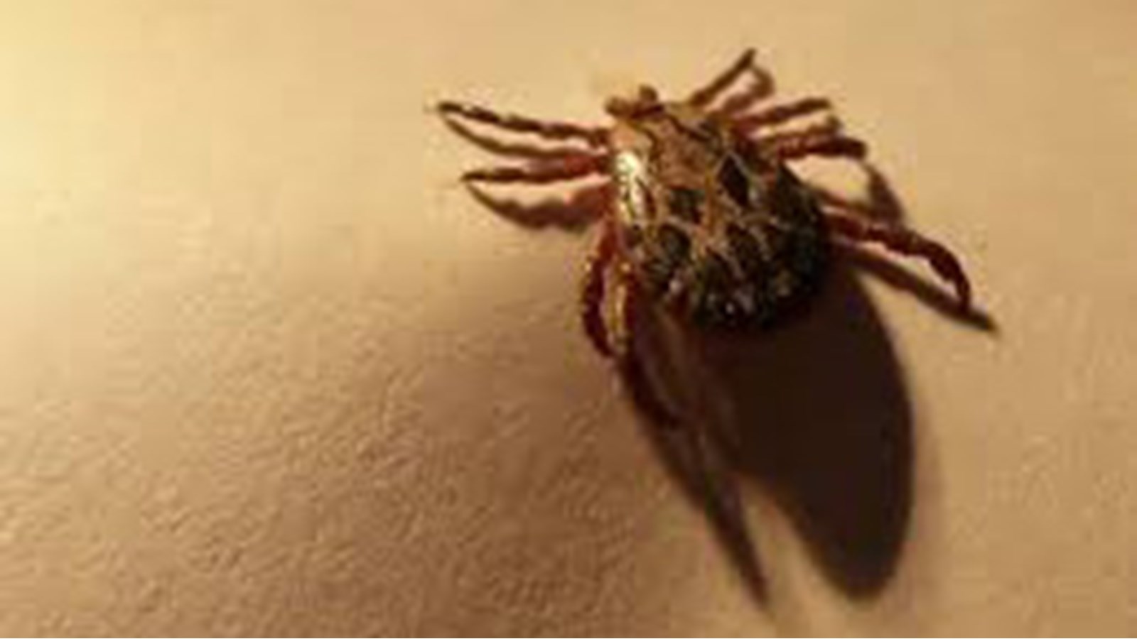 Comment prévenir la maladie de Lyme?