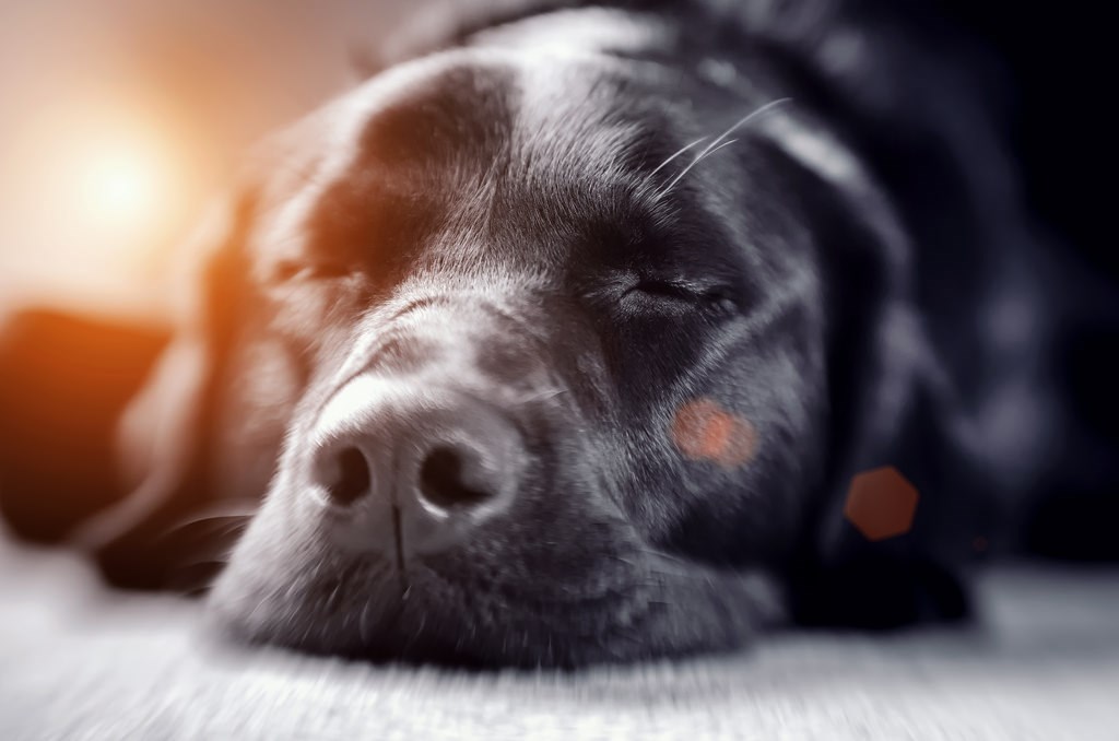 Cannabis et animaux de compagnie : la prudence est de mise