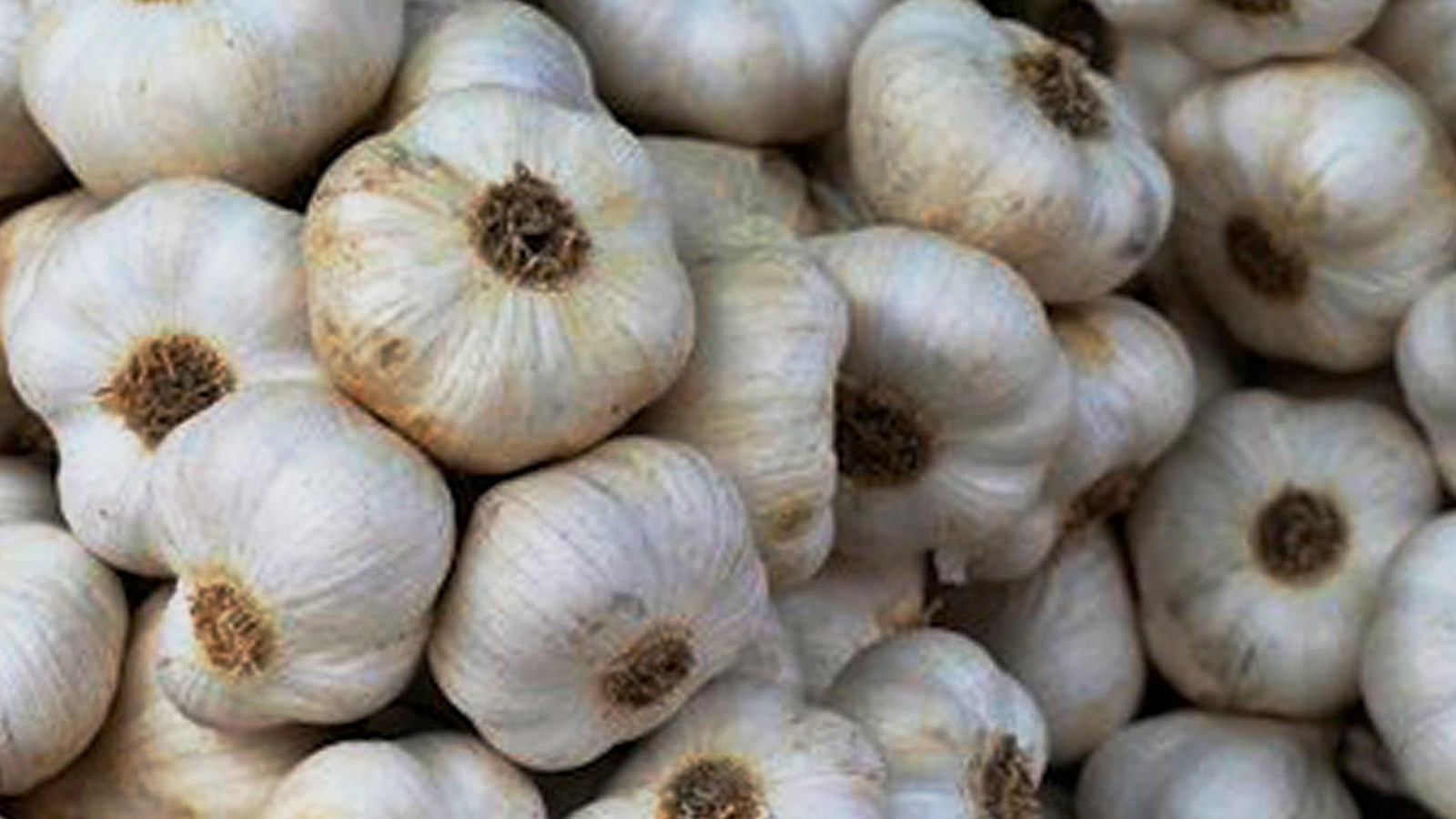 Producteurs, marchés publics, épiciers et consommateurs mettent à l’honneur un produit d’ici!