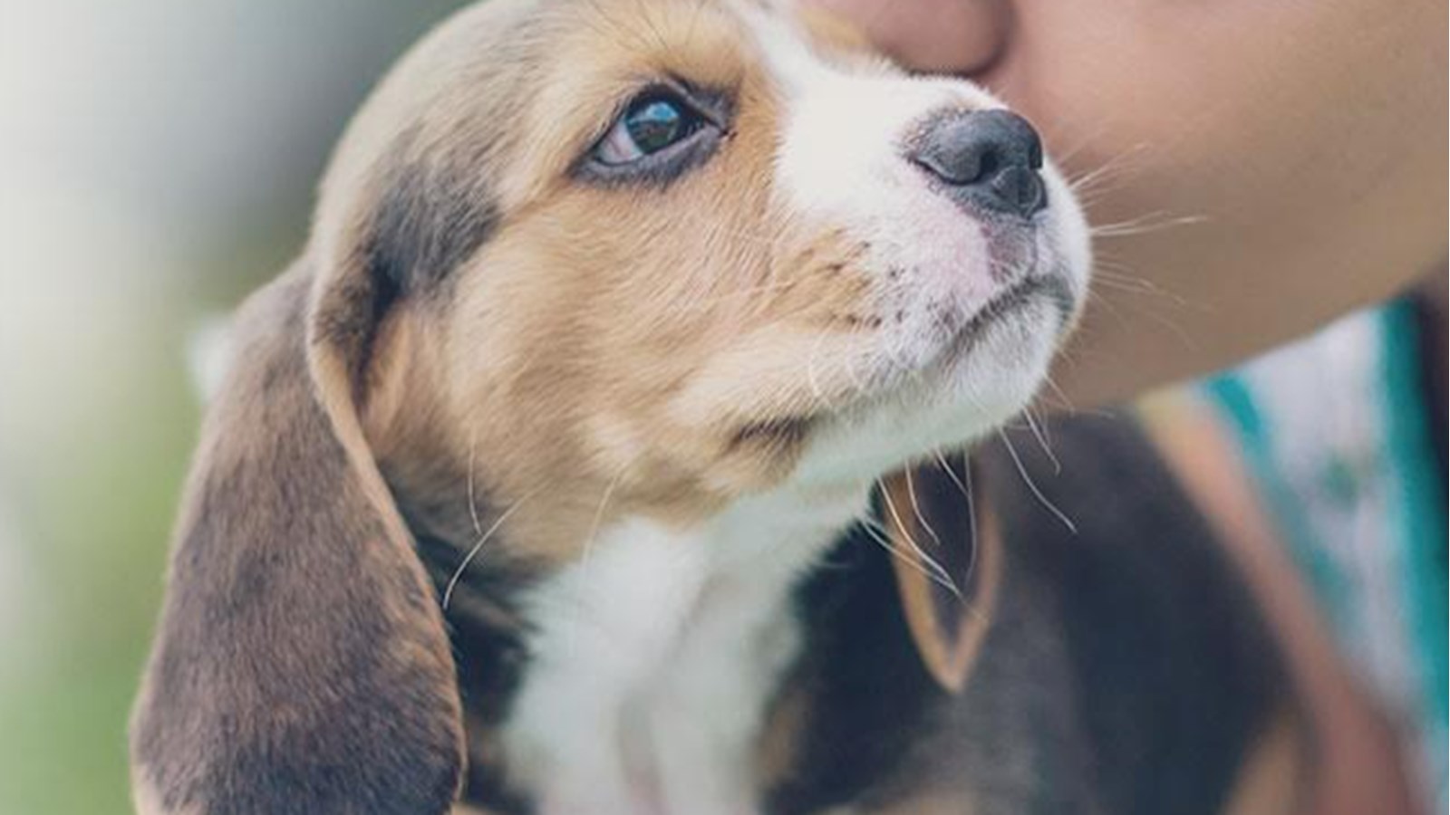 Les animaux du Québec comptent sur vous jusqu'au le 8 mai prochain 