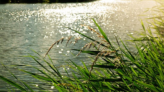 Baisse constante et graduelle du niveau de la rivière