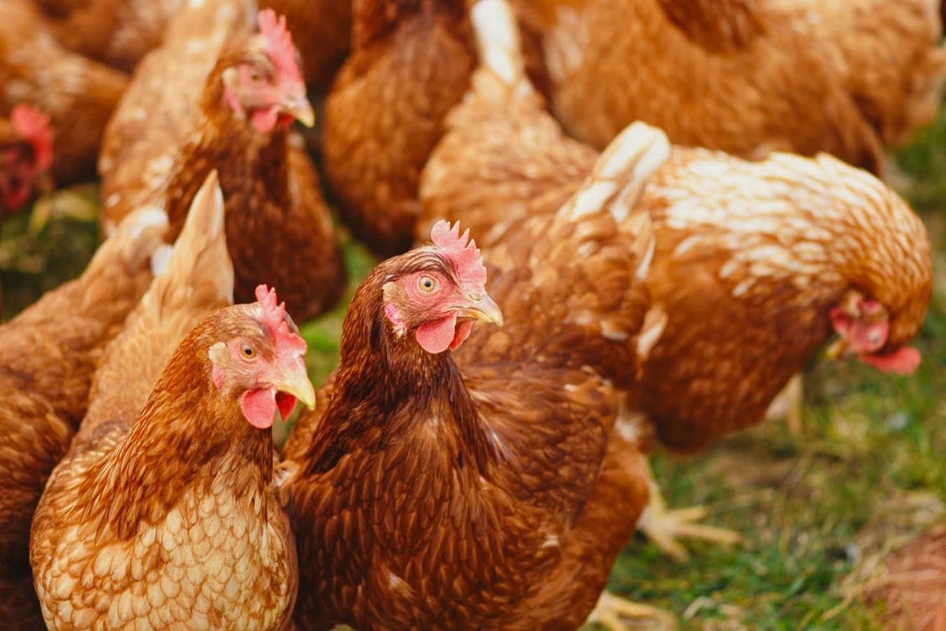 Élevage de poules urbaines : informez-vous avant de débuter