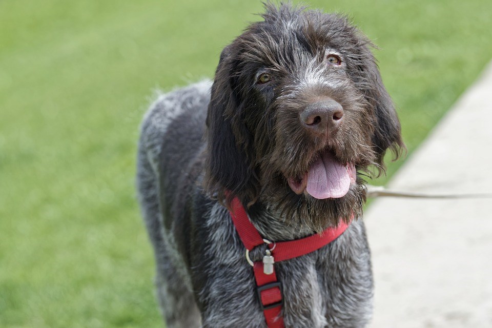 Dorénavant, tout chien de 20 kg et plus doit porter en tout temps un licou ou un harnais attaché à sa laisse.