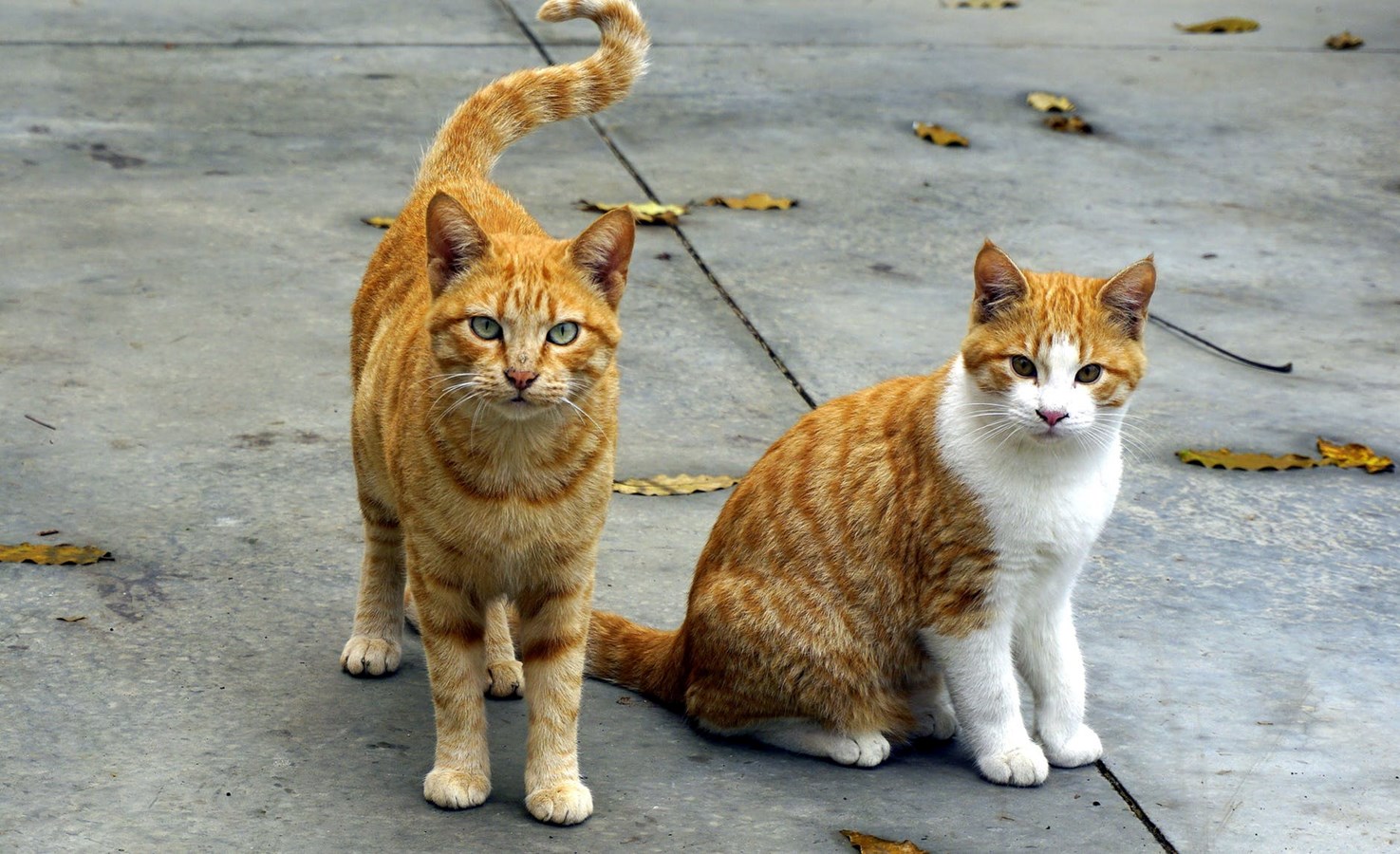Démarrage du programme Capture, Stérilisation, Relâche et Maintien pour chats errants à Carignan