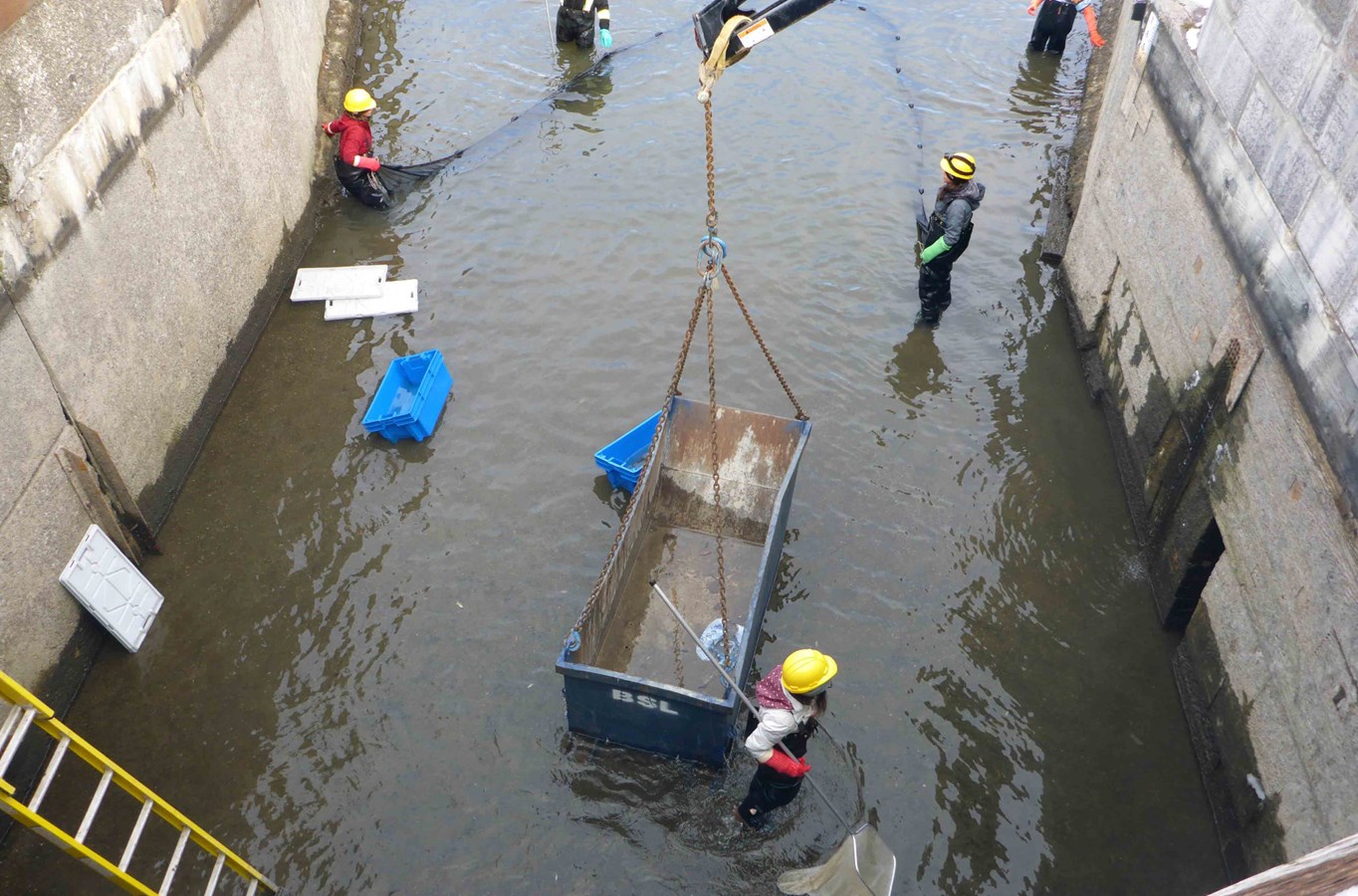 Canal-de-Chambly : des dizaines de milliers de poissons sauvés