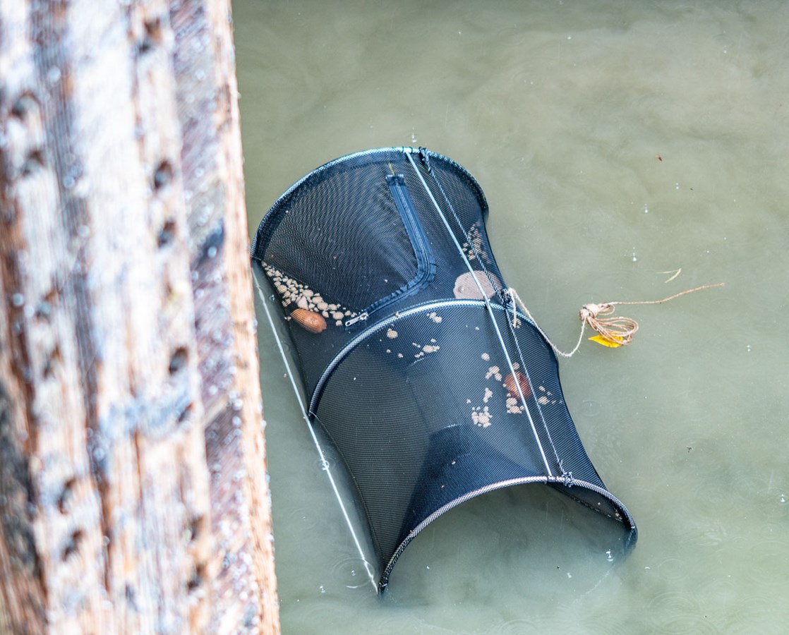 La bourrole est une cage à poissons appâtée qui permet de récolter une quantité appréciable d’individus avant d’utiliser une seconde méthode de capture.
