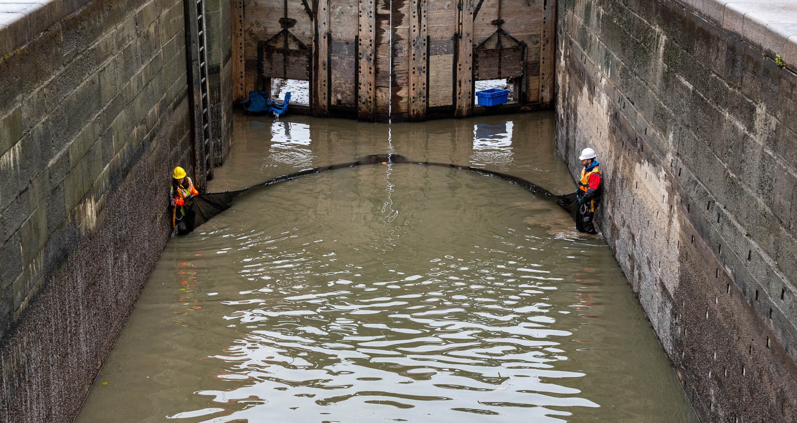 Canal-de-Chambly : des dizaines de milliers de poissons sauvés