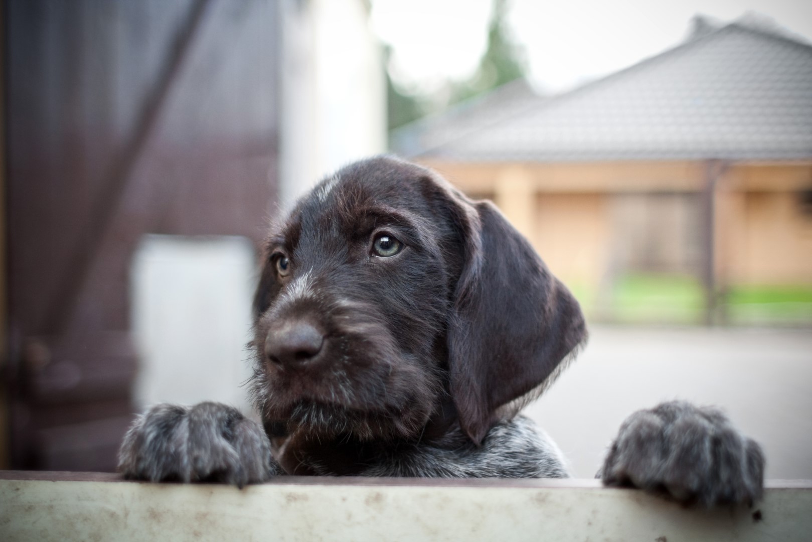 Adopter un animal : un pensez-y-bien!