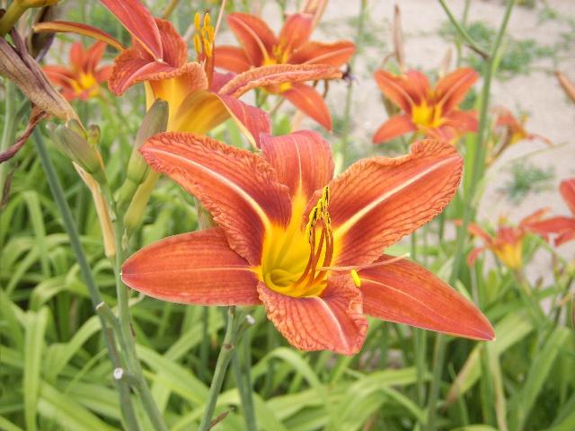 Plantes vivaces gratuites