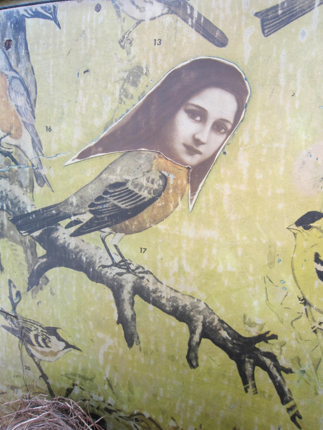 Le cirque des oiseaux à la Maison des gouverneurs