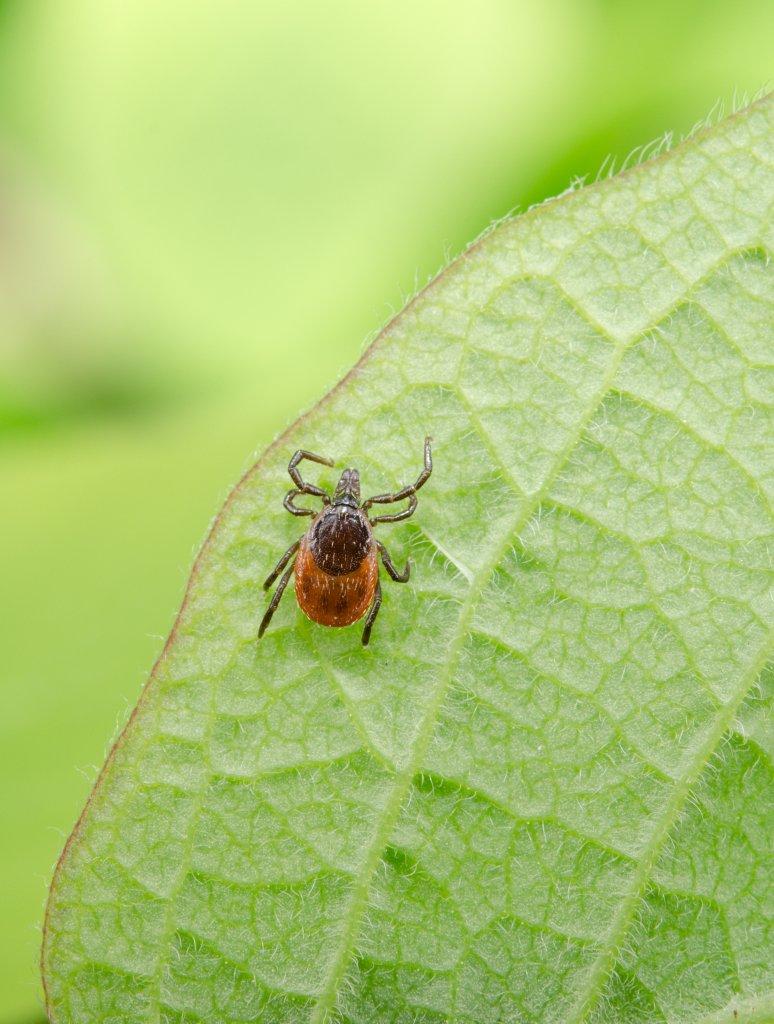 Maladie de Lyme : de plus en plus de cas dans la région