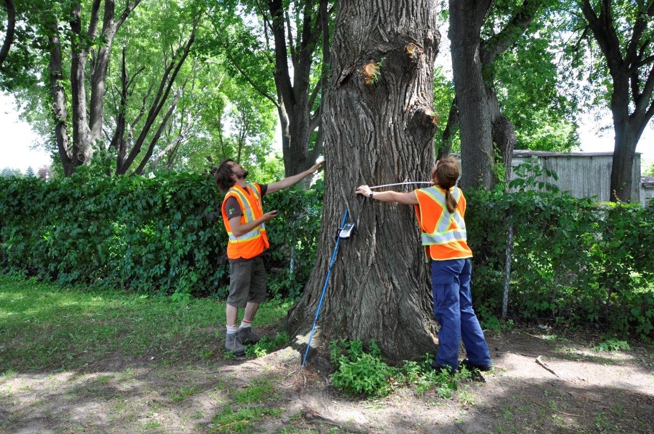 Décompte des arbres à Sorel-Tracy