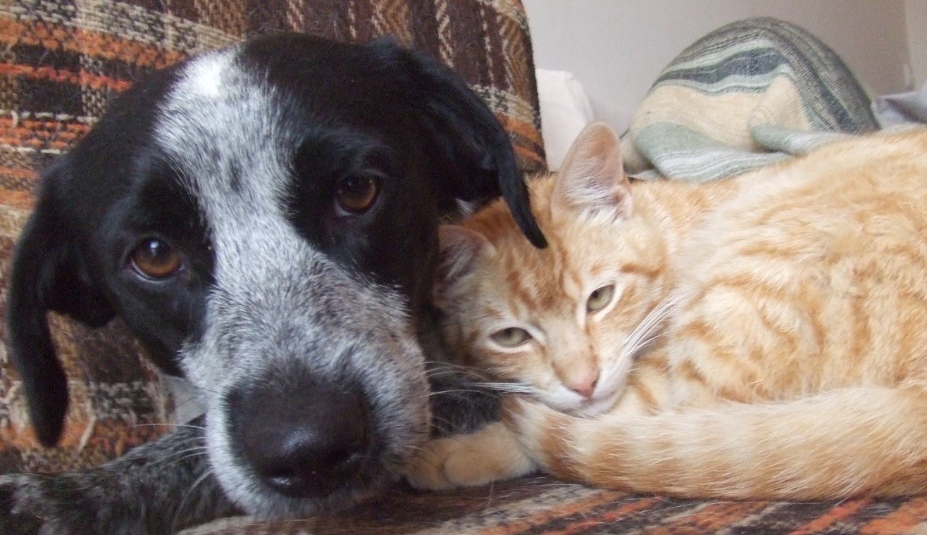 Un refuge pour animaux à Sorel-Tracy en janvier prochain  