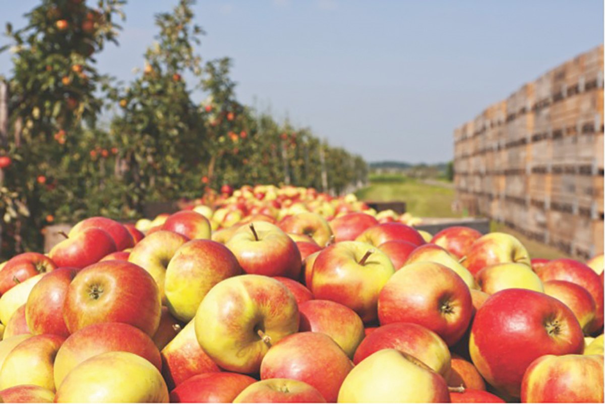 Les fruits et légumes pourraient être la clé de la longévité