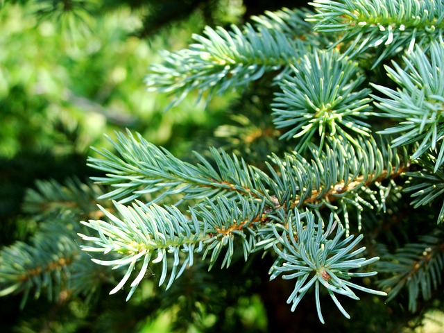 Collecte des sapins de Noël  à Sorel-Tracy