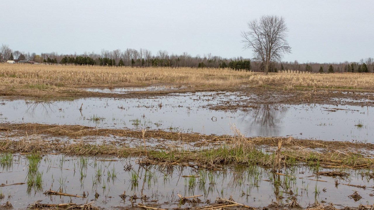 La survie des producteurs agricoles de la baie Lavallière menacée