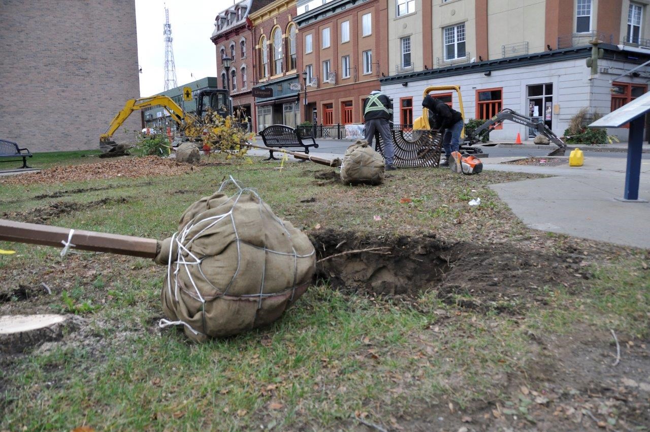 La plantation d’arbres pour remplacer les frênes est commencée