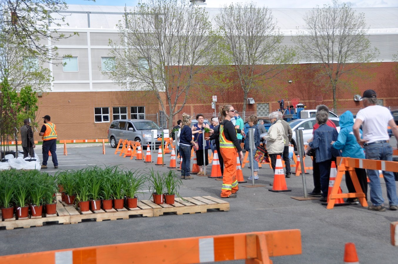 Distribution gratuite de plantes vivaces, de plantes potagères et de compost