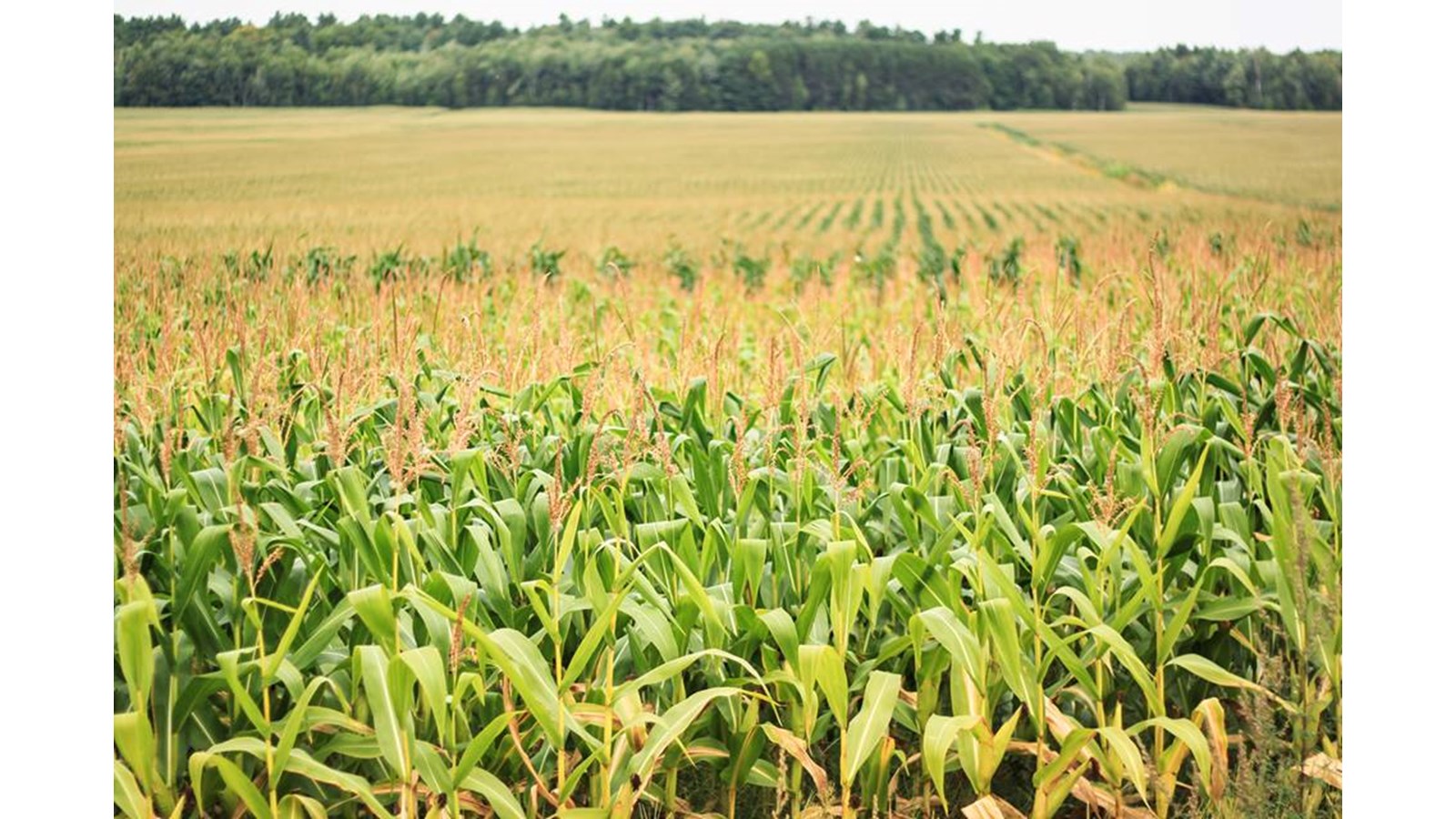 Les gagnants du concours L’agroenvironnement… c’est mon affaire