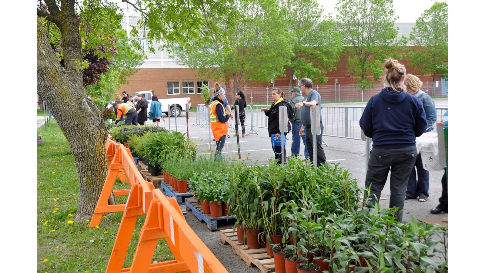 Distribution gratuite de plantes et de compost le jeudi 24 mai