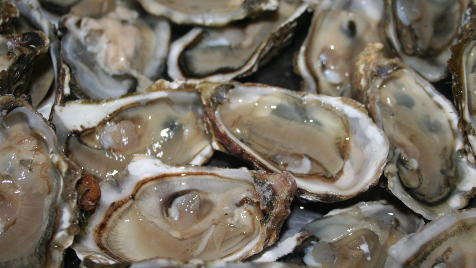 Rappel d'huîtres de marque Future Seafoods Inc 