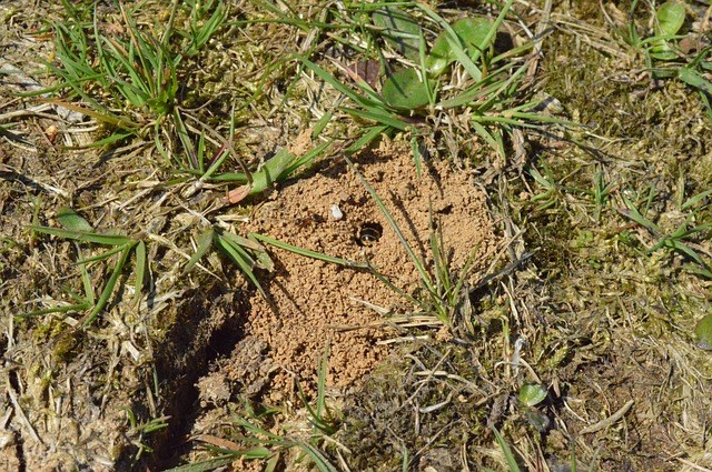 Comment se débarrasser des nids de fourmis dans la pelouse?