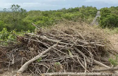 Des collectes spéciales de branches sont prévues la semaine du 21 octobre