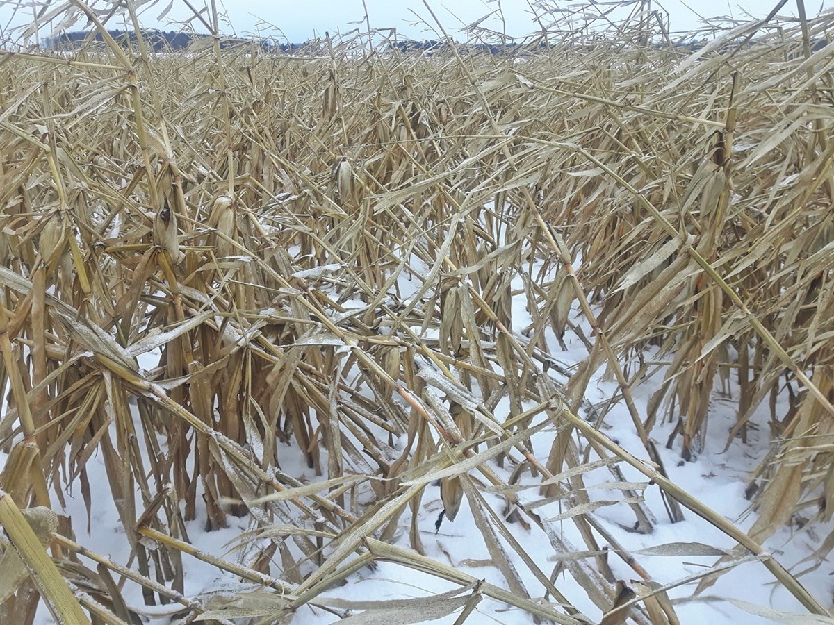 Les effets désastreux de la tempête chez les producteurs de grains