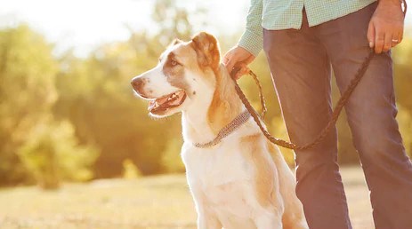 Un nouveau règlement encadre les chiens et renforce la protection des personnes