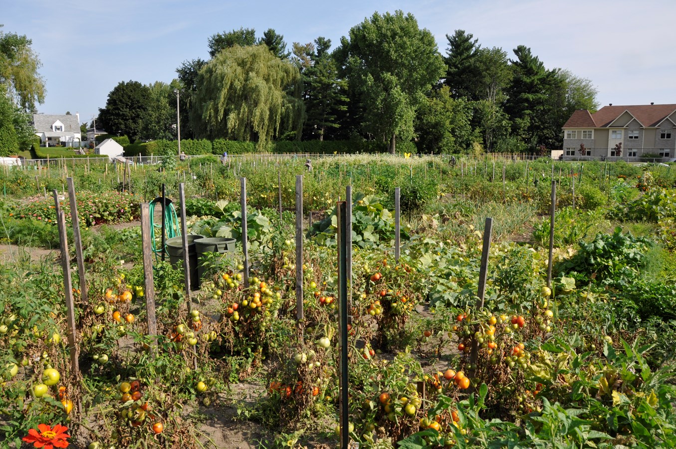 Sorel-Tracy, prête à rouvrir les jardins communautaires