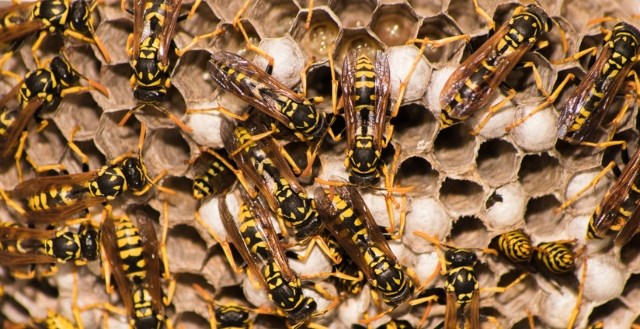 COMMENT FAIRE POUR L’EXTERMINATION DES GUÊPES?