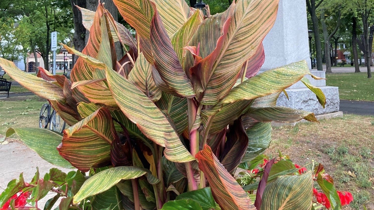 Un concours pour gagner une plante tropical avec la Ville de Sorel-Tracy