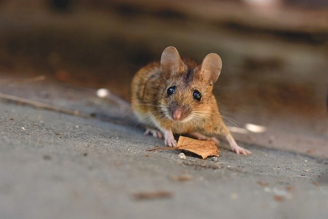 4 méthodes efficaces pour l'extermination de souris