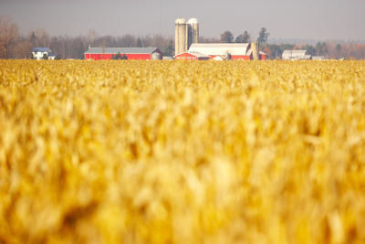 Corn field