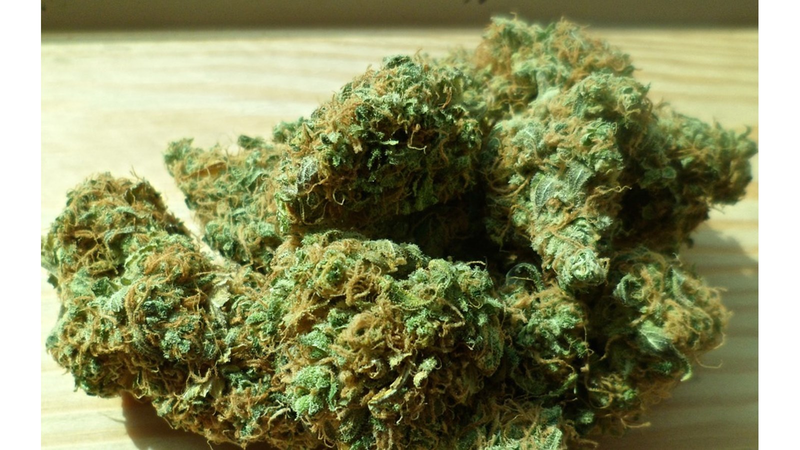 Opération policière: près de 300 plants de cannabis ont été saisis
