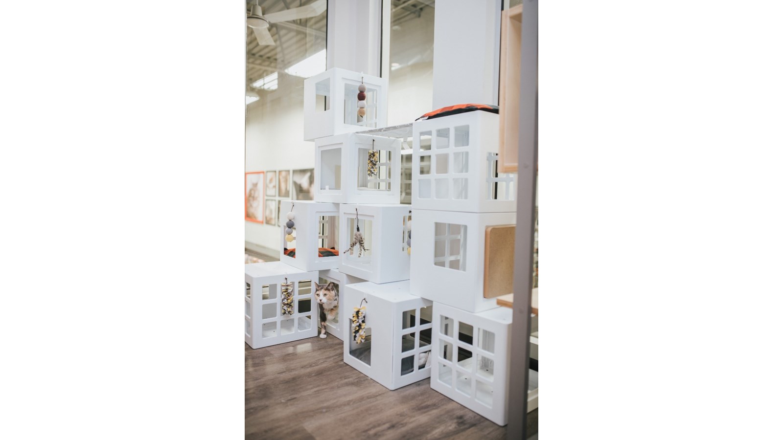 Mondou inaugure un tout nouveau concept à son magasin de Saint-Jérôme : la zone adoption