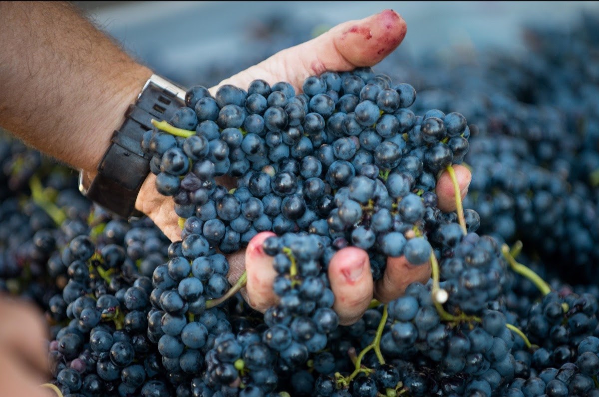 Le Vignoble Rivière du Chêne dévoile sa programmation savoureuse et riche en activités 